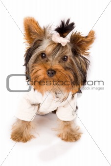Yorkshire Terrier with white jacket - Dog