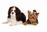 Yorkshire terrier and cavalier king charles spaniel - dog