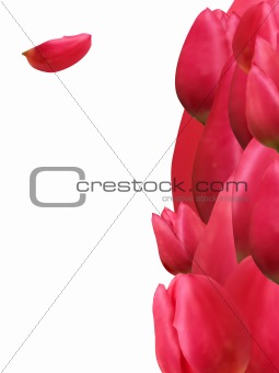 Thank you card with bouquet of tulip. EPS 8