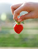 hand pick strawberry