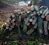 Backlit pile of cut logs