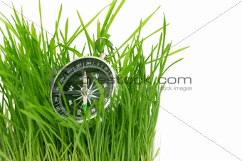 compass in green grass