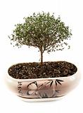 Dry green tree in japanese pot