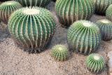 Greater round green cactuses
