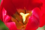 Colorful tulip closeup