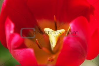 Colorful tulip closeup