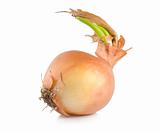 Onions with green scion