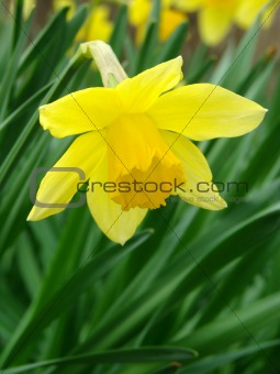 flowering daffodil 