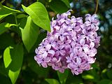 Purple and Pink Lilac Clusters Blooming in Springtime