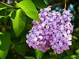 Purple and Pink Lilac Clusters Blooming in Springtime