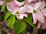 Pink Dogwood Tree Blooms at the Height of Springtime