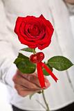 Man hand holding one red rose