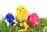 Easter eggs and chicks on a meadow