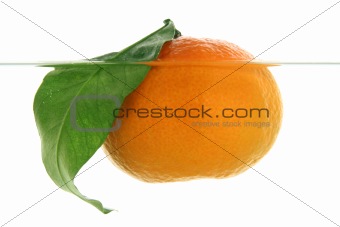 A mandarin swims in water