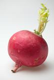 One ripe red radish root  with green sprout white background