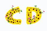 sunflower alphabet C D isolated on white background