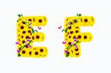 sunflower alphabet E F isolated on white background