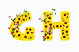 sunflower alphabet G H isolated on white background