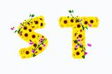 sunflower alphabet S T isolated on white background