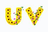 sunflower alphabet U V isolated on white background