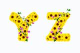 sunflower alphabet Y Z isolated on white background