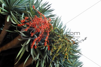 Flora of Madeira - Dragon tree,  Dracaena draco