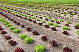 Lettuce field