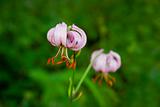 Pink wild lily