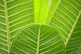 plumeria leaf