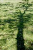 Shadow on the grass