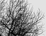 tree branches on grey sky