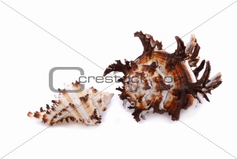 Sea cockleshells