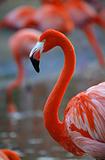  Portrait of a flamingo.
