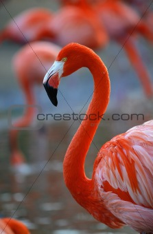  Portrait of a flamingo.