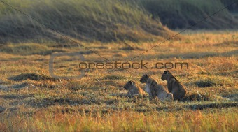Young lions wait mum from hunting.