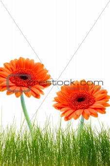 isolated flower background