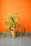 plant in pot on a orange wall