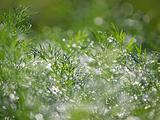 Grass in a dewdrops