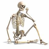 anatomical correct male skeleton