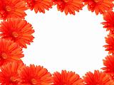 Red gerber daisies on white