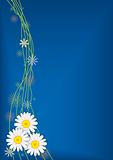 Three daisies on blue vector background