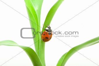  ladybug 
