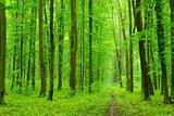  green forest           