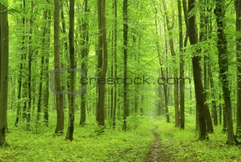  green forest           