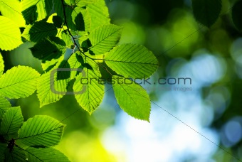 green leaves 