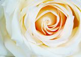  white rose