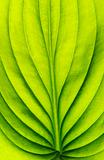  green leaf 