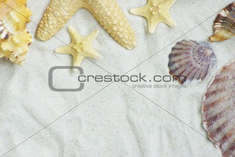 starfish and shells 