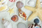  shells on  sand