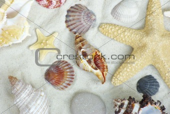  shells on  sand